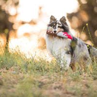 P.L.A.Y  仿刀仔發聲玩具 Doggy Dagger